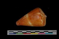 藏品(旗幟芋螺)的圖片